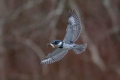 Birds-First-Place-Chuck-Hantis