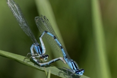 Pollinators-Third-Place-Carol-Duffy