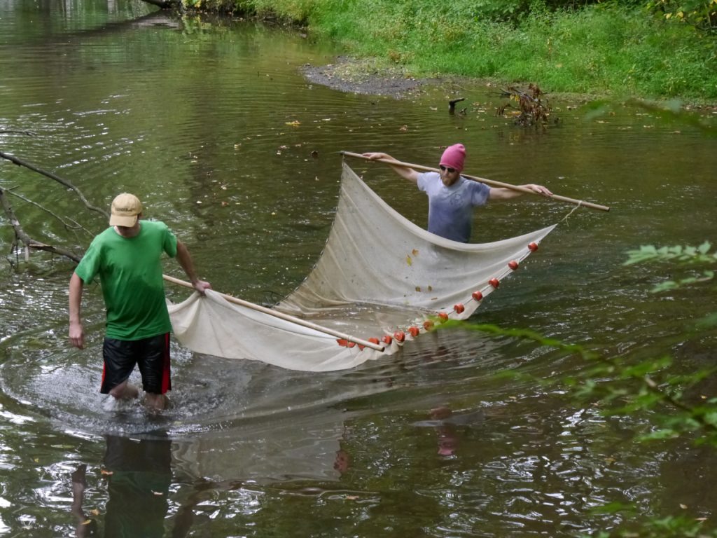 Seining