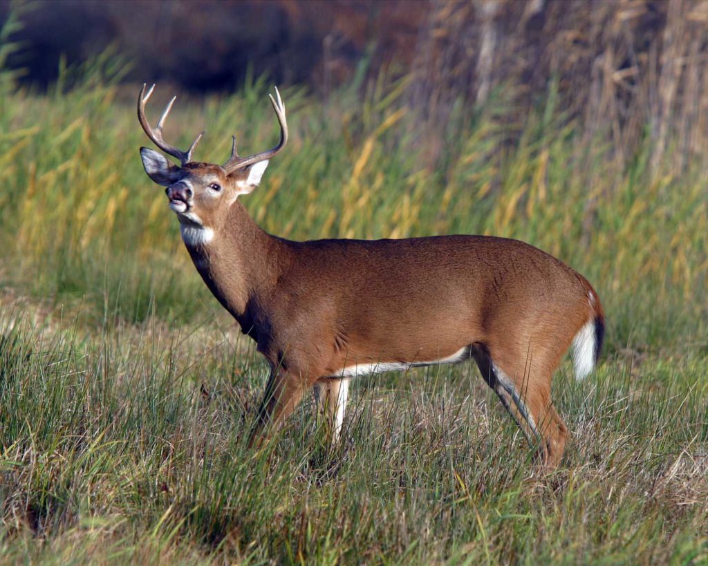 Special Program on Refuge Deer Survey