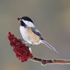 Black-capped Chickadee – one of the top 10 most frequently reported species in 2015’s Count. Photo by Missy Mandel, Canada.