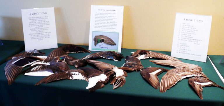 “It’s a Wing Thing” exhibit in the Discovery Den