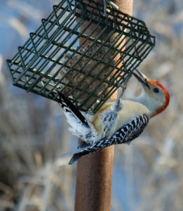 Red Bellied Woodpecker