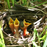 Baby Birds