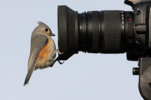 Tufted Titmouse