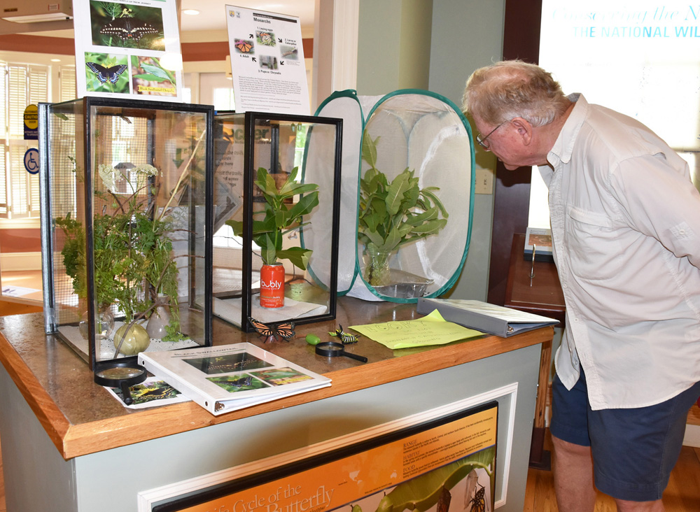 Friends volunteer Jim DeTizio checking in on the caterpillar habitats