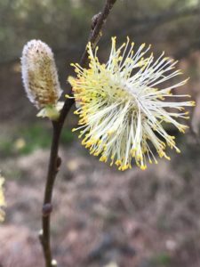 Pussy Willow