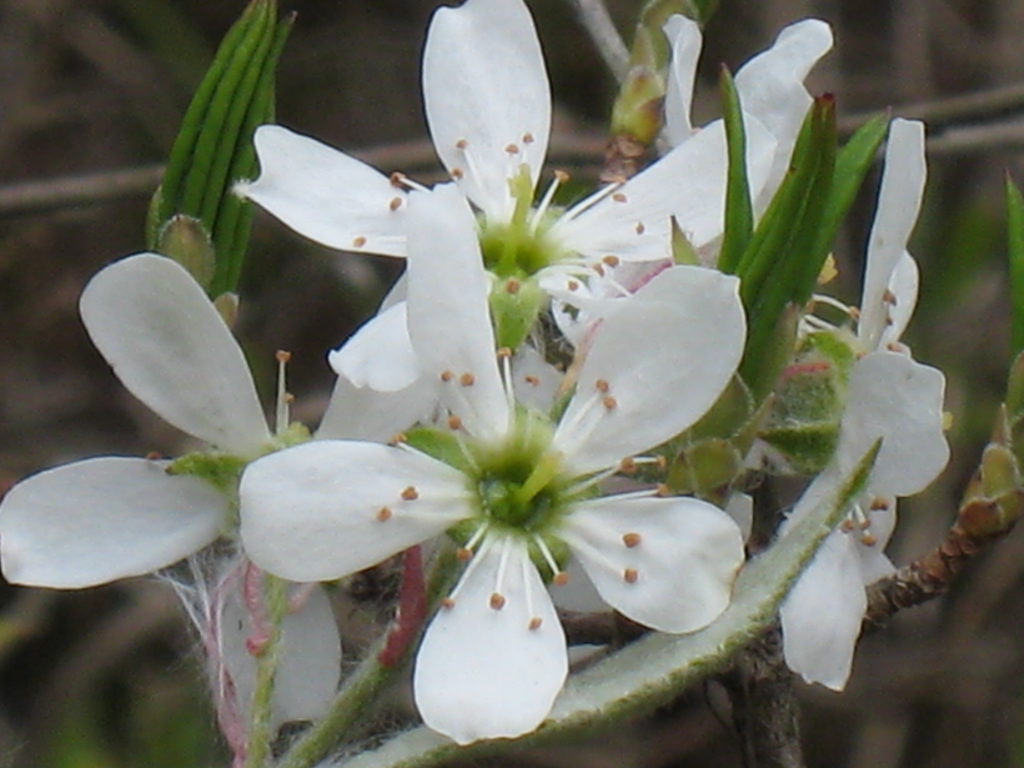 Shadbush (Photo: Laurel Gould)