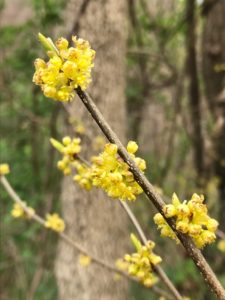 Spicebush (Photo: Laurel Gould)