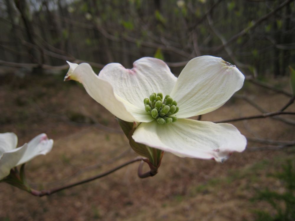 Flowering Dogwood