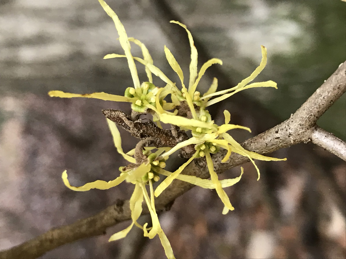 Witch Hazel