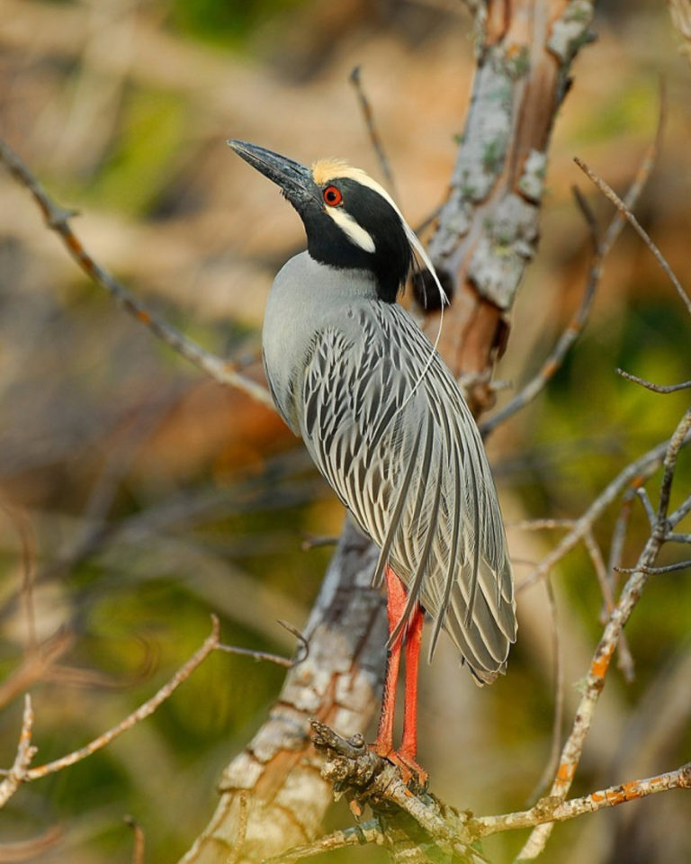 Yellow-crowned Night Heron