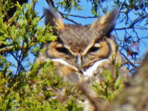 Great Horned Owl