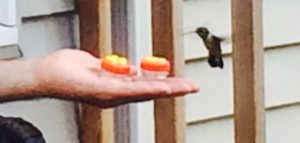 Hummingbird Whisperer