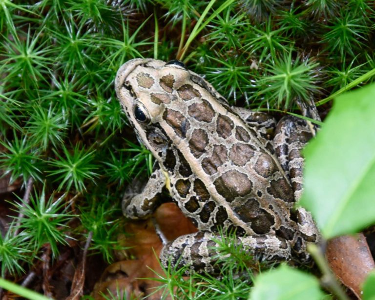 Leopard Frog