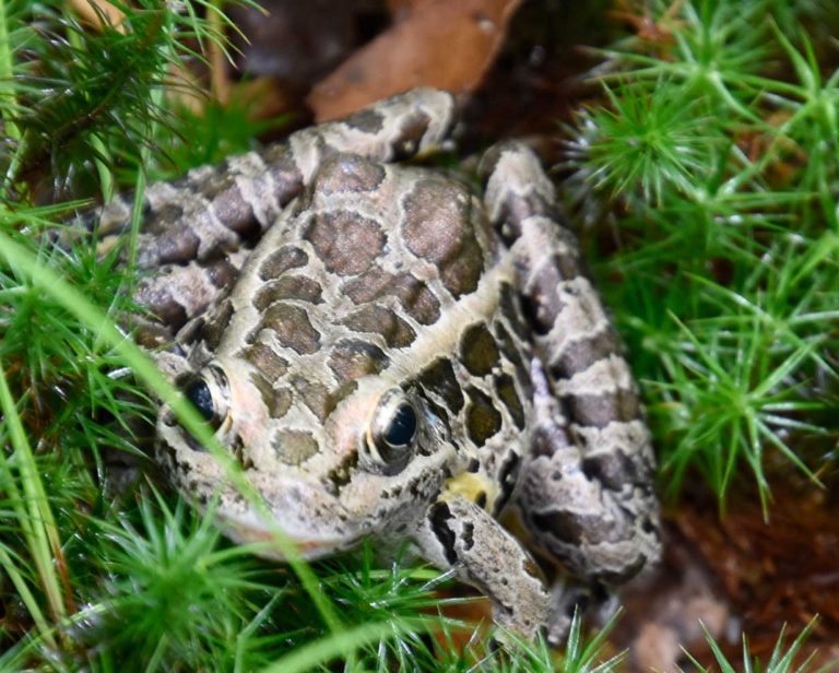 Leopard Frog