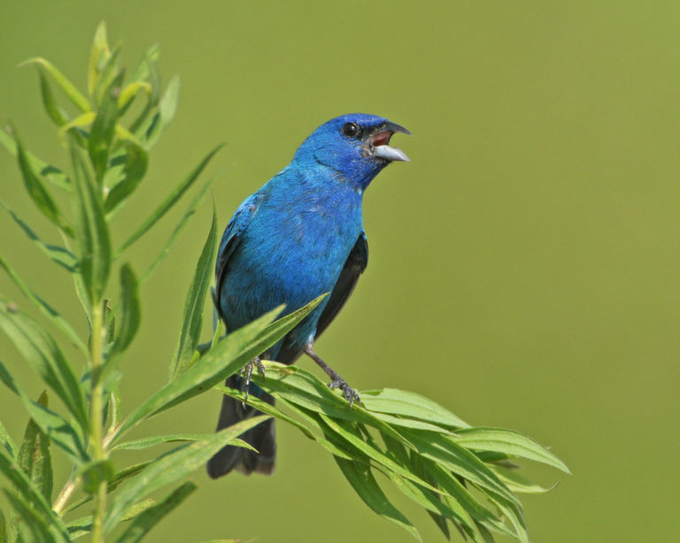 Indigo Bunting, photo by Ed Schneider