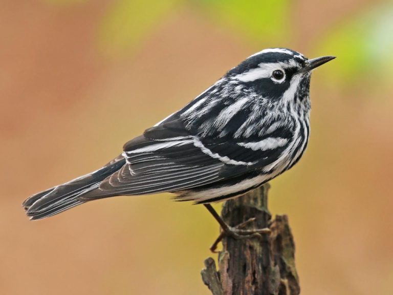 Black-and-White Warbler, photo by Ryan Schain