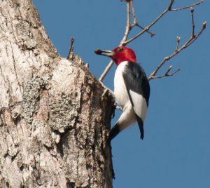 Red-headed Woodpecker