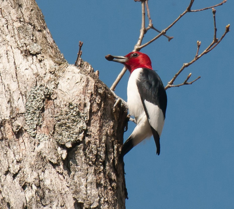 Red-headed Woodpecker