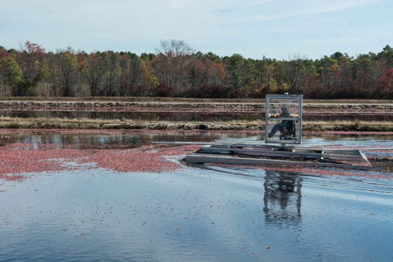 Cranberry Harvest