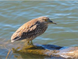 Black-crowned Night Heron (immature)