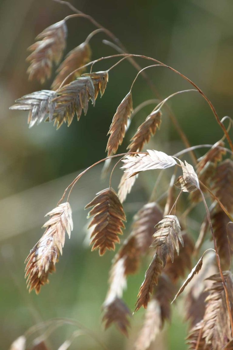 Grass seed head