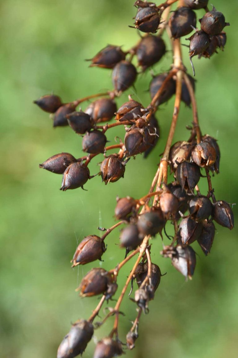 Seed heads