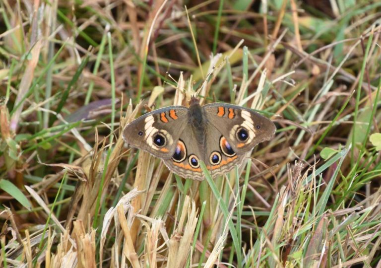 Butterfly on horse mint