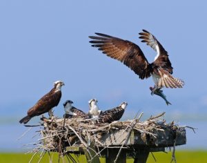 Osprey, photo by Joe Costanza