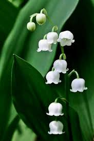 Lily of the Valley