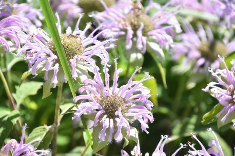 Wild Bergamot