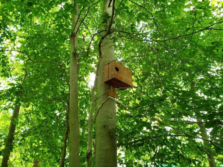 Owl Box