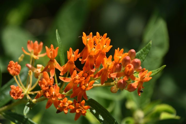 Butterfly weed