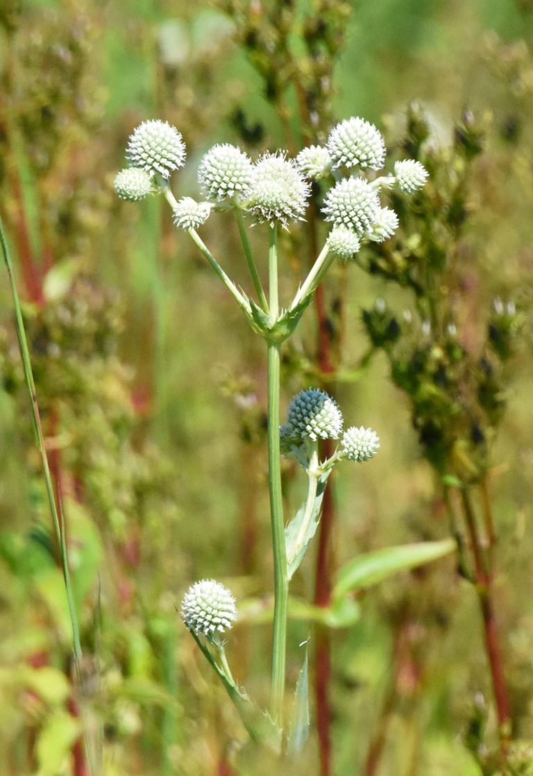 Rattlesnake master