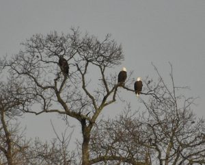 3 Bald Eagles