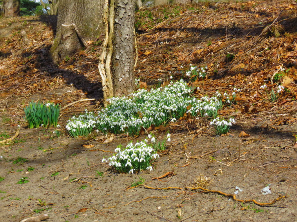 snowdrops