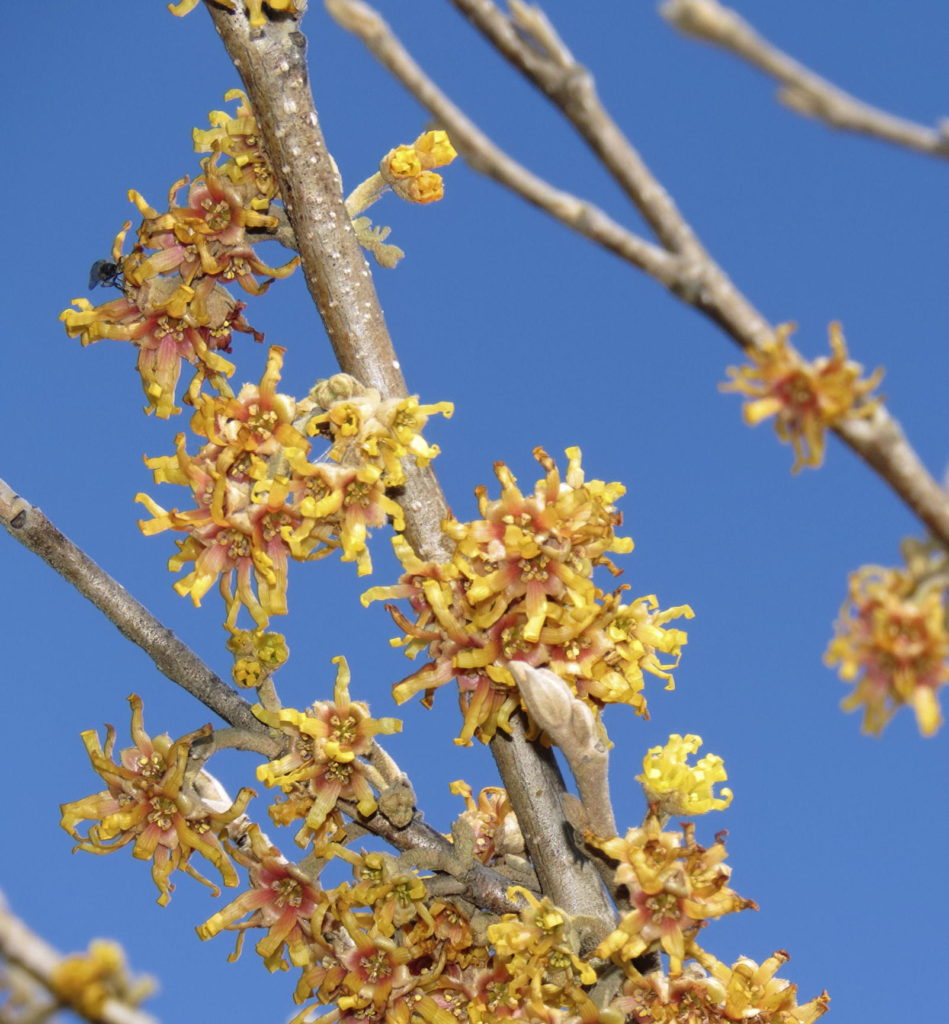 rushmore witch hazel