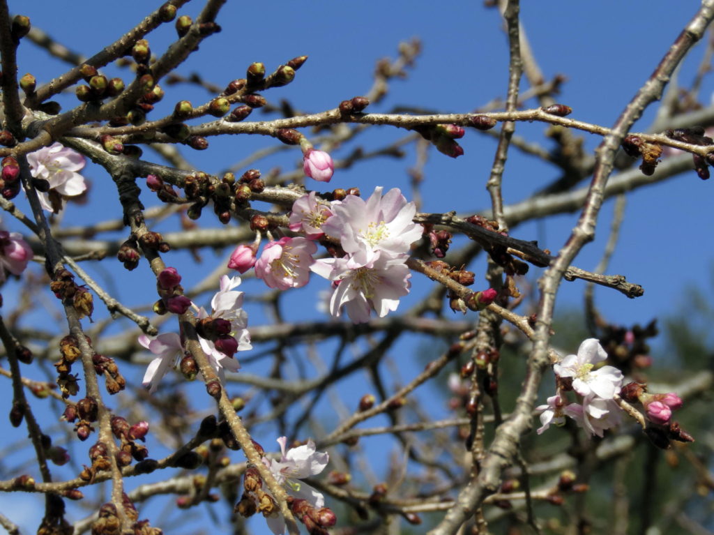 Autumn cherry