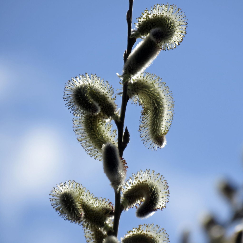 Pussywillow