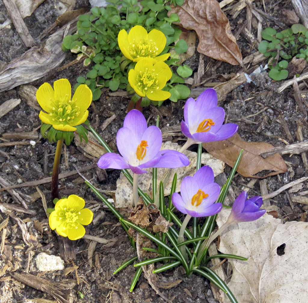 native crocus