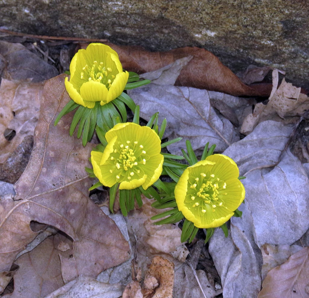 aconite