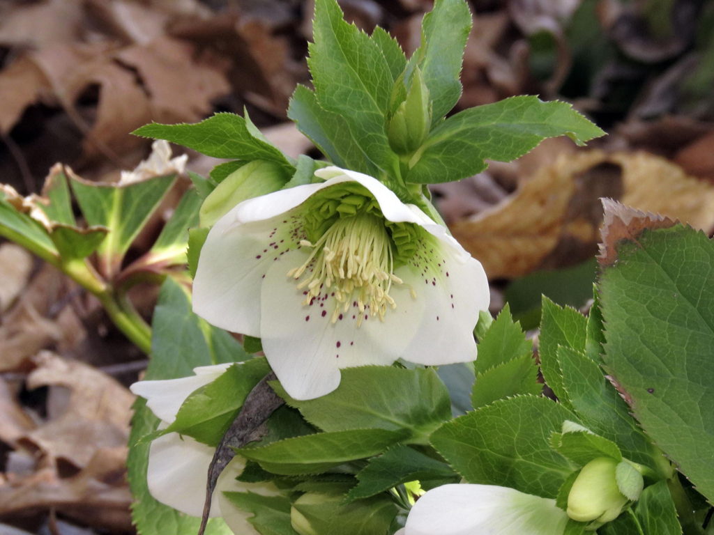 winter hellebore