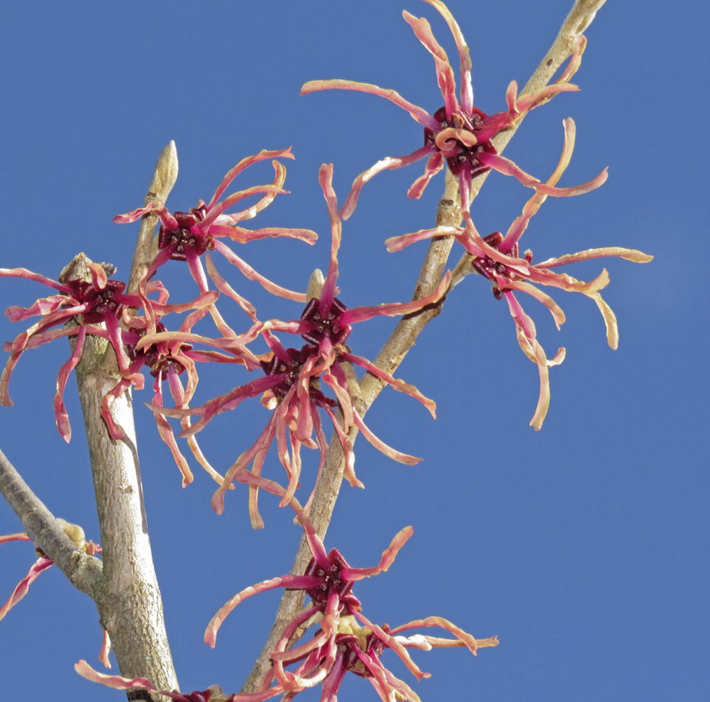 CYwitchhazel