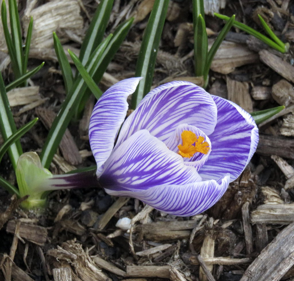 crocus