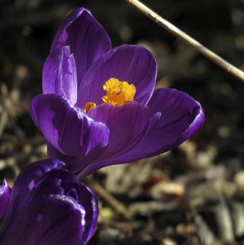 atrium crocus