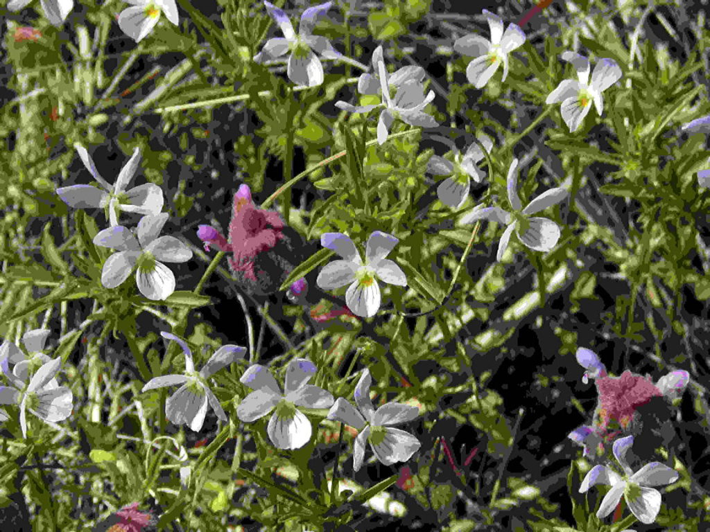 Viola bicolor