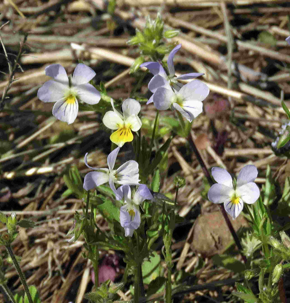 Viola arvensis