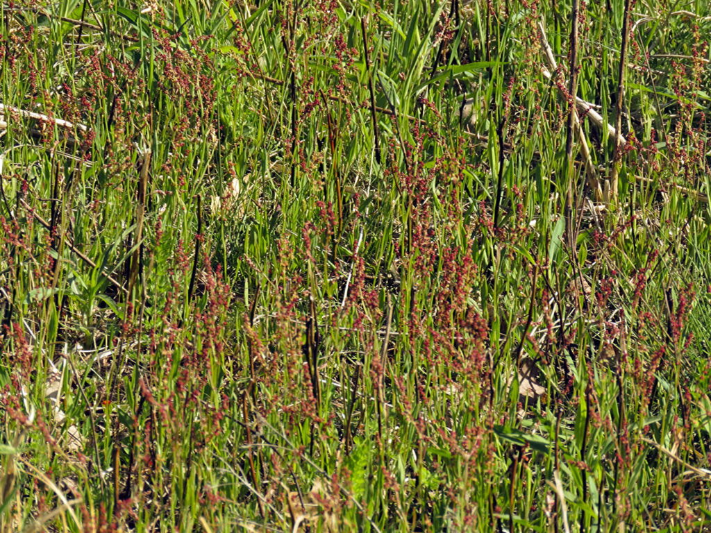 Rumex acetosella