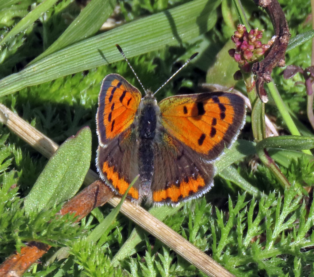 American Copper